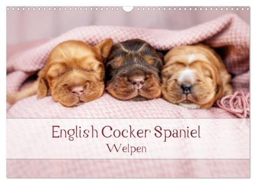 English Cocker Spaniel Welpen (Wandkalender 2026 DIN A3 quer), CALVENDO Monatskalender