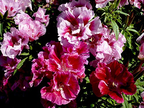 2000 Godetia Whitneyi Seeds - Azalea Double Mixed - Clarkia Amoena - 2000 Seeds
