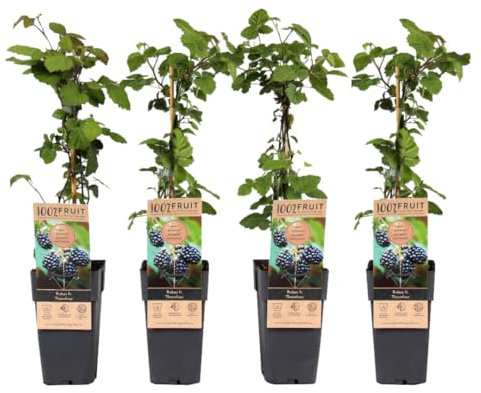 Plant in a Box - Rubus Fruticosus - Set of 4 - Thornfree BlackBerry - Height 50-60cm - Outdoor Fruit Bush - Pot 15cm