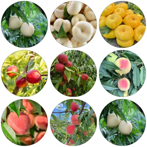 pesco Letti elevati per giardino semi decorativi organici colonnari persino bonsái da interni perenni 20pcs