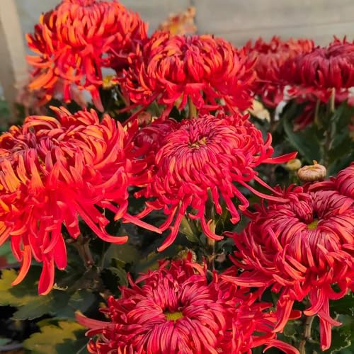 crisantemo giardino balcone parterre di semi tagliati selvatico reale trepadora semi decorazione 420pcs