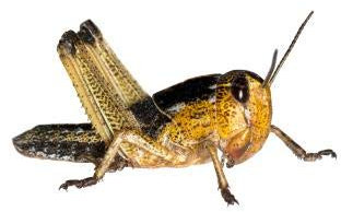 Feeders & More - Heuschrecken - Wanderheuschrecken MITTEL - 13 Stück - Lebendfutter Insekten Wanderheuschrecken - Futter für Reptilien, Bartagamen und Amphibien - Futterinsekten & Haustierfutter