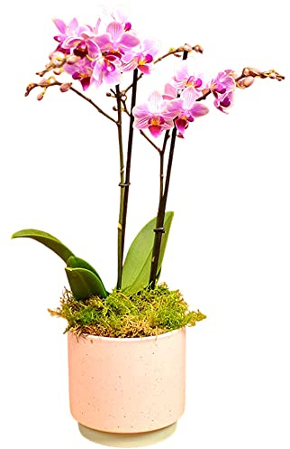 Happy Planting UK Phalenopsis Plant, Pot Included, House Live Potted Twin Spiked Orchid Phalaenopsis Perfect, Pink