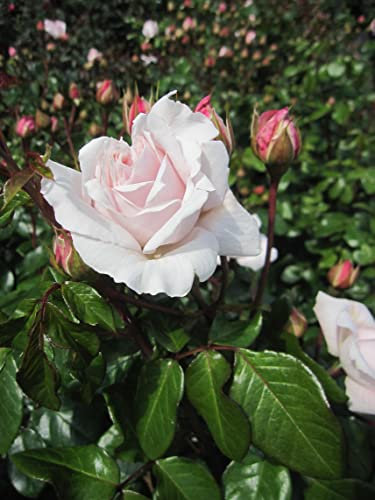 Rosa Constanze Mozart ® - Beetrose Constanze Mozart - Parfuma Rose - Kordes Rose