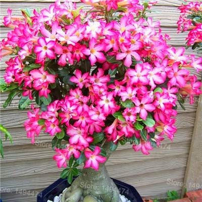Graines de fleurs fraîches de rose du désert à planter rose blanc paquet de 100 graines