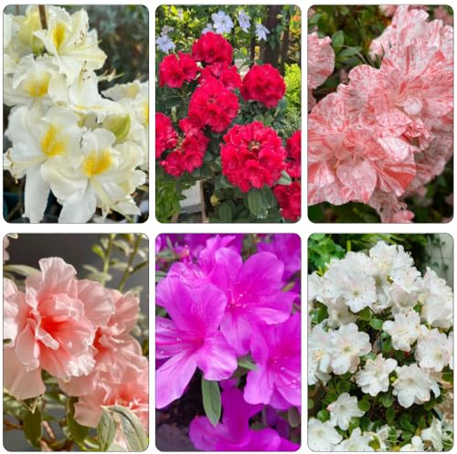 azalea rododendro - semi da giardino interni semi balcone resistenti selvatici interni esotici scalatrici 20pcs