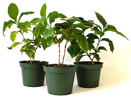 Coffea Arabica | Pack 3 Plantas | DECOALIVE | Plantas del Café Naturales para Exterior e Interior