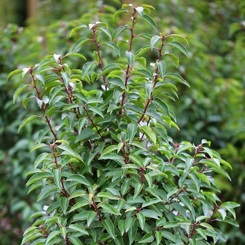Garten-Schlüter® Portugiesischer Kirschlorbeer Angustifolia, 60-80 cm geliefert im 3 Liter Topf - Lorbeerkirsche Prunus Laurocerasus als Laubhecke - immergrün, pilzfrei, winterhart als Sichtschutz