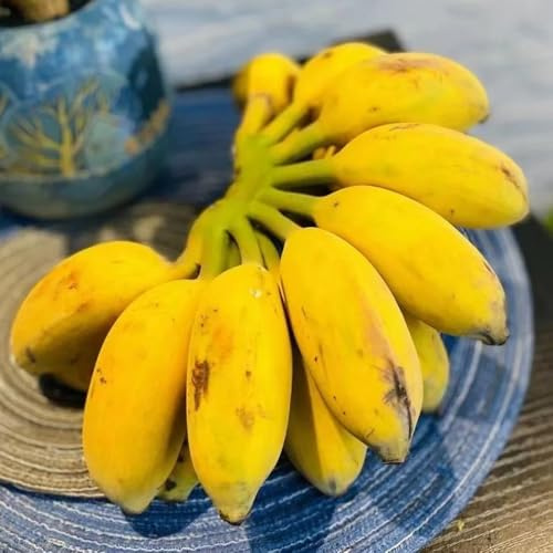 semi di banano - esotiche resistenti giardino balcone Aiuole rialzate 200pcs