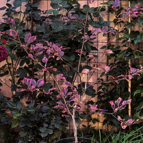 Semi di faggio europeo, Fagus sylvatica, semi di acquistare un faggio comune comprare semi di esotiche resistenti 10pcs