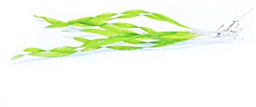 Lincolnshire Pond Plants Ltd - Vallisneria Spiralis Torta - submerged - Aquarium 15 Strands - Aquarium, Fish Tank, Live Plants, mosses, Fern, Tropical Aquatic
