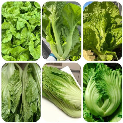 semillas de mostaza mostaza orgánica semillas de hierbas de jardín plantas exóticas resistentes plantas resistentes en macetas semillas de plantas de interior exóticas plantas de 300pcs