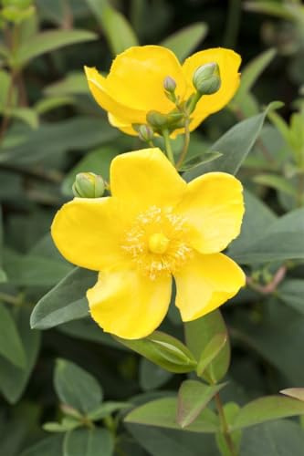 Johanniskraut Hypericum hidcoteense Hidcote 40-60 cm winterhart | Gelbe Blueten, lange Bluetezeit, bienenfreundlich, sonnig bis halbschattig, schnittvertraeglich, ideal fuer Beet und Hecke