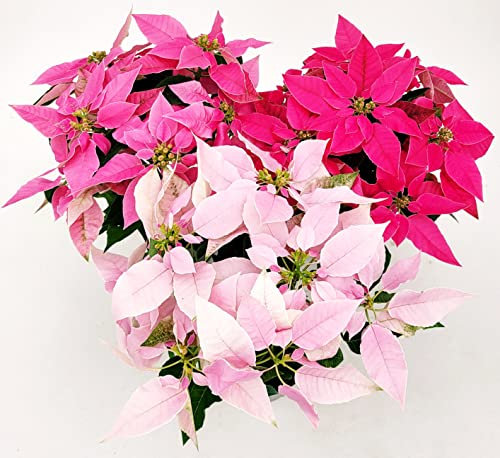 POWERS TO FLOWERS - STELLA DI NATALE PRINCETTIA TRIS, 3 PIANTE, vaso 14cm diametro, piante vere