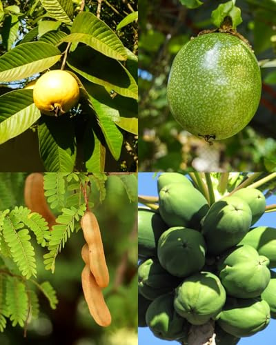 Lotto di semi di 4 alberi da frutto tropicali (Papaya, Frutto della Passione, Guava, Tamarindo)
