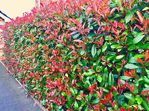 50 Red Robin Hedging Evergreen Photinia Plants Fast Growing Shrubs 25-30cm Potted by Sunnyside Nurseries
