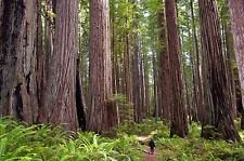 100 Semi Coast Redwood Sequoia Sempervirens Bonsai United States of America - Bkseeds