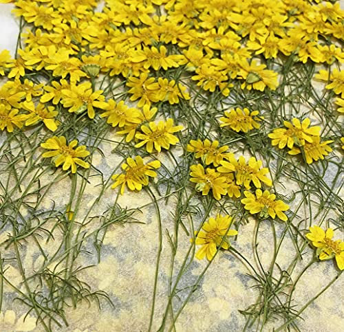 HANDI-KAFU 12 pcs Golden Chrysanthemum with Stem Real Natural Dried Pressed Flowers for Resin Art Craft DIY