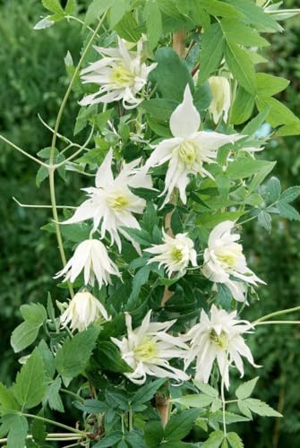 Clematis alpina 'Albina Plena' 60–100 cm – Winterhart, Mehrjährig, Pflegeleicht – Alpenwaldrebe – Kletterpflanze für Pergola & Rankhilfe