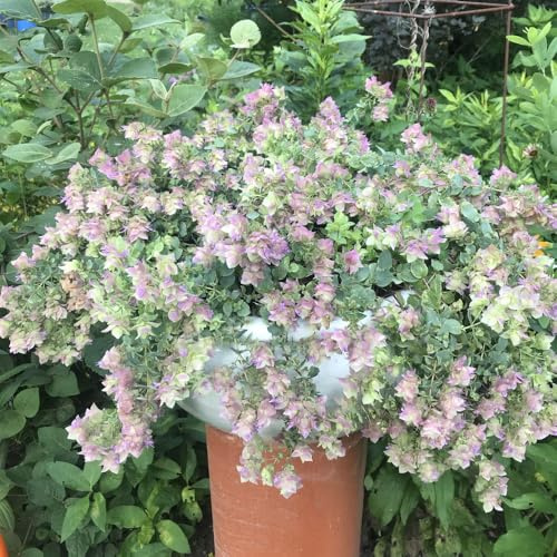 Bedwen Ornamental Oregano 'Bellissimo' 9cm Plant x2 – Trailing Hop‑Like Purple‑Pink Flowers for Hanging Baskets, Pots & Summer Texture