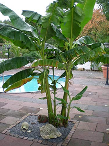 Mediterrano Bananenbaum Dünger – Optimale Nährstoffversorgung für gesunde, kräftige Bananenbäume! 1,5 Kg Original Mediterrano