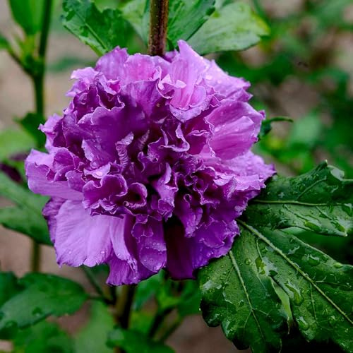 GARTEN SCHLÜTER® Hibiskus Garteneibisch - Hibiscus syriacus - 80-100 cm