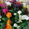 Calla lily plant-Fiore ornamentale, pianta da giardino ideale-10 bulbi-C