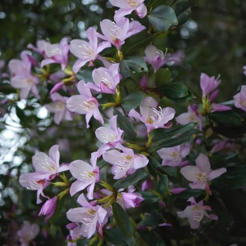 semillas de rododendro, perennes resistentes. azalea, permanentes. 80pcs