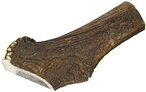 ARQUIVET Mezzo Corno di cervo - Corno da masticare per cani ecologico - Corno di cervo per cane - Corno da masticare naturale - Corno di cervo raccolto autunnale - XL - 121-170 g