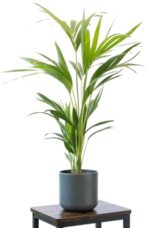 Palmera Areca Chrysalidocarpus Lutescens Planta Natural Altura 20 cm en Maceta Ø 9 Planta de Interior para Decoración de Hogar o Regalo