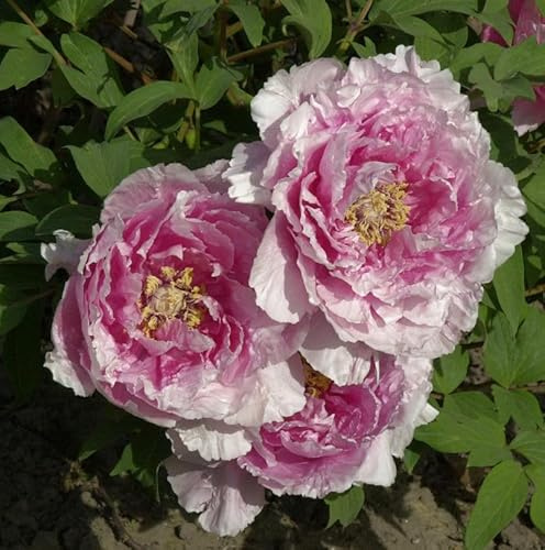 Strauchpfingstrose Hana Kisoi - Paeonia suffruticosa - lebende Gartenpflanze aus den Baumschulen