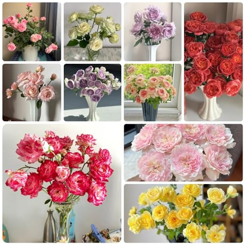 Semillas de jardín de rosales, de exterior resistentes Rosa chinensis semillas de Rosales trepadores resistentes fragantes jardín de regalos 100pcs