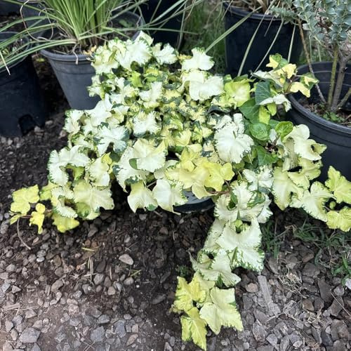 semi di edera appartamento - esterno biologici giardino roccioso 500pcs