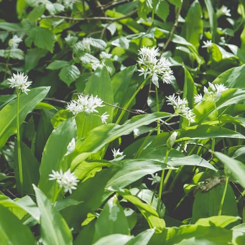 Semillas de ajo silvestre - de balcón resistentes exóticas resistentes semillas ajo silvestre para cobertura del suelo jardín orgánicas 80pcs