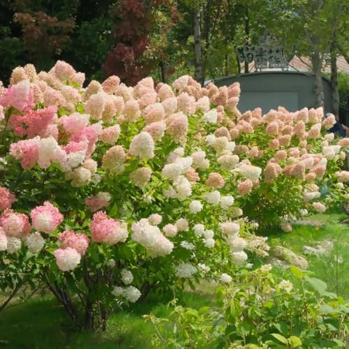 hortensien rispenhortensien garden blumensamen balkondeko heckenpflanzen blühende sträucher winterhart mehrjährig exotische hortensie schnittblumen 60samen