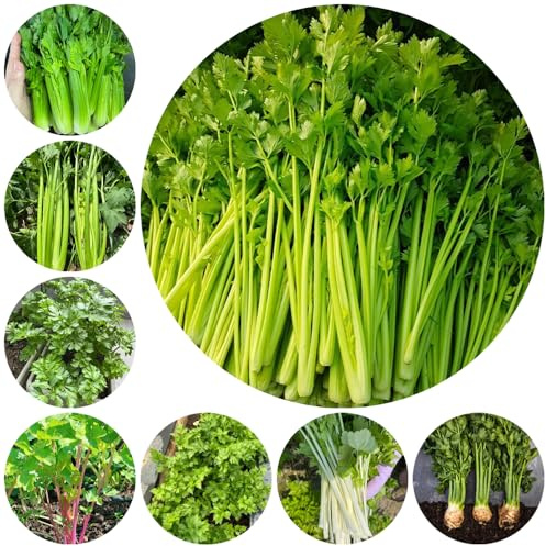 Semillas de apio orgánicas - para balcón, jardín, variedades tradicionales, 500pcs