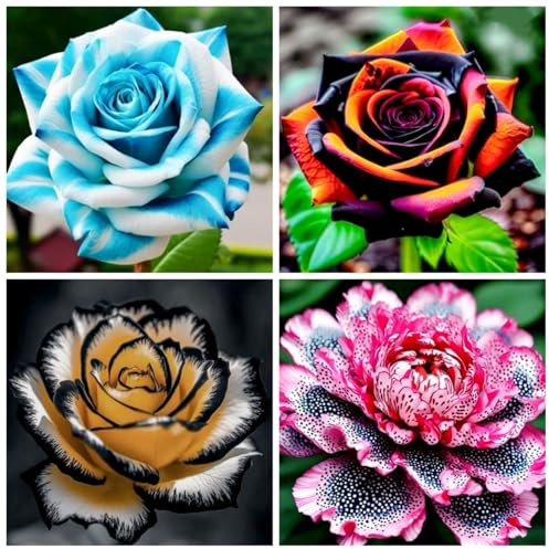 Edelrose – Winterharte Rose für sonnigen Garten, blühintensiv und langlebig-E-3 knolle