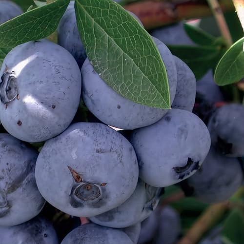 Blaubeere Nelson 2L Pflanze für Anfänger und professionelle Gärtner - Ideal für Kleingarten, Garten - Schöne Pflanze mit ungewöhnlichen Blüten - Genießen Sie jeden Tag ihre Farben