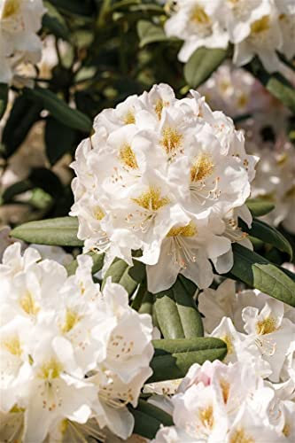 Rhododendron INKARHO 40-50 cm – Winterhart, Immergrün, Pflegeleicht – Rhododendron Dufthecke – Heckenpflanze für Garten & Sichtschutz