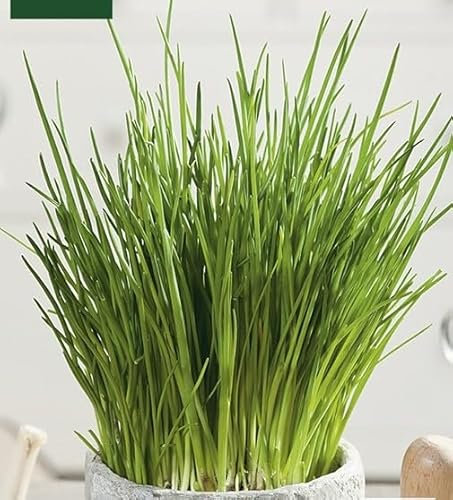 Peyca Semillas Horticolas - Cebollino - Mascarell