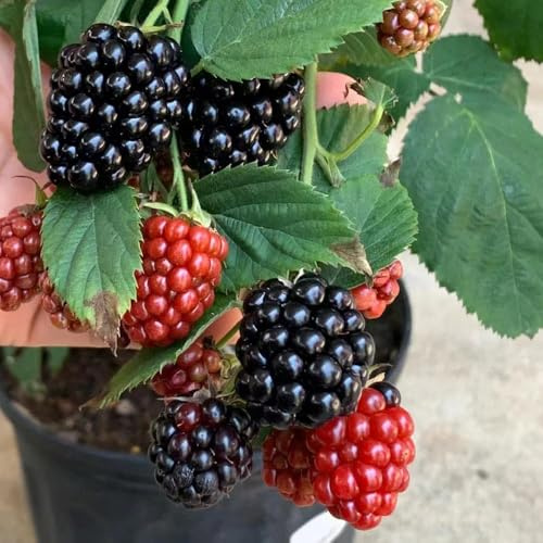 brombeeren säulenobstbäume obstbaum winterfeste für garten, bio exotische obstpflanzen pflanzensamen garten winterhart, säulenobst 60samen