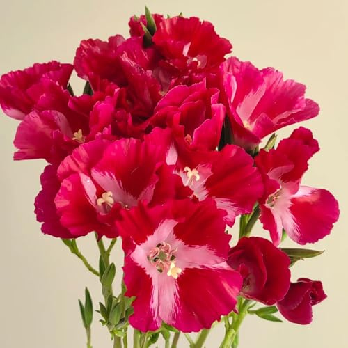 semi di azalea estiva, decorazione da giardino per esterni, tappeto di azalea estiva recisi da balcone perenni resistenti 130pcs