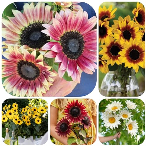 sonnenblumen, sonnenblumensamen bio blumenbeet sonnenblumen steingartenpflanzen winterhart schnittblumen für sonnige plätze wildblumen balkonblumen 300samen