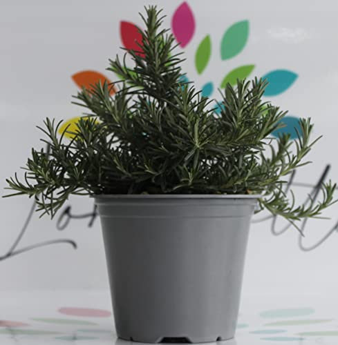 Rosmarino prostrato su vaso cm 14 in confezione da due piante