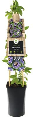 DECOALIVE Planta Flor Maracuyá Pasifora Natural Plantas Naturales