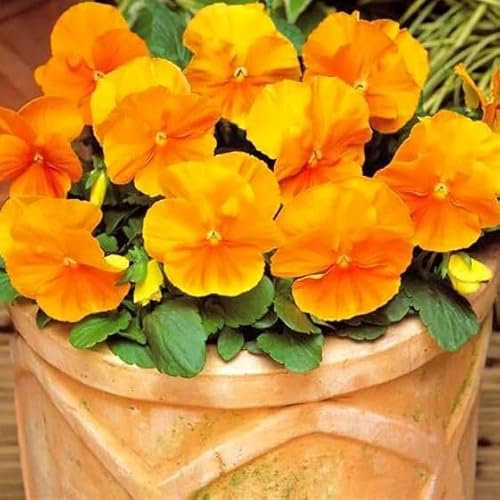 Pansy Orange Clear Crystals 300 seeds + Plant tag + Freebie - Bedding Flower - Viola wittrockiana