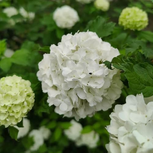 Semi di ortensia palla di neve - giardino decorazione da giardino per esterni semi to serre da balcone esterno resistenti vecchie varietà decorazione del 70pcs