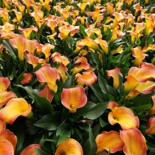 12bulbi di calla sono perenni resistenti, balconi di calle estate di campo, resistenti a primaverile