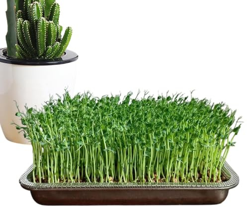 Edelstahl Sprossen Anzuchtschale | Große Keimschale Für Bohnen & Keimlinge | Rostfreie Keimschale aus Edelstahl mit feinmaschigem Gitter für optimale Belüftung. Ideal für frische Sprossen & Bohnen.