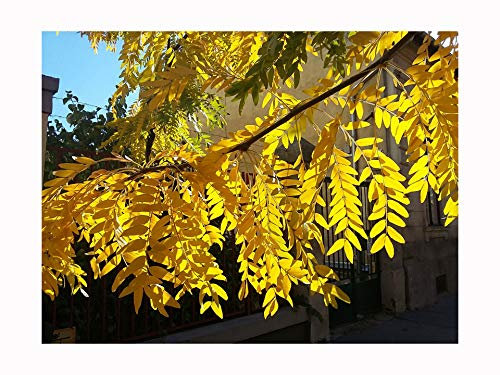 Showy Fruits, Honey Locust GLEDITSIA TRIACANTHOS, Tree Plant, Acacia-Like, Elegant Foliage, Fully Hardy,15-20cm Tall Starter Plant in an 8cm Pot